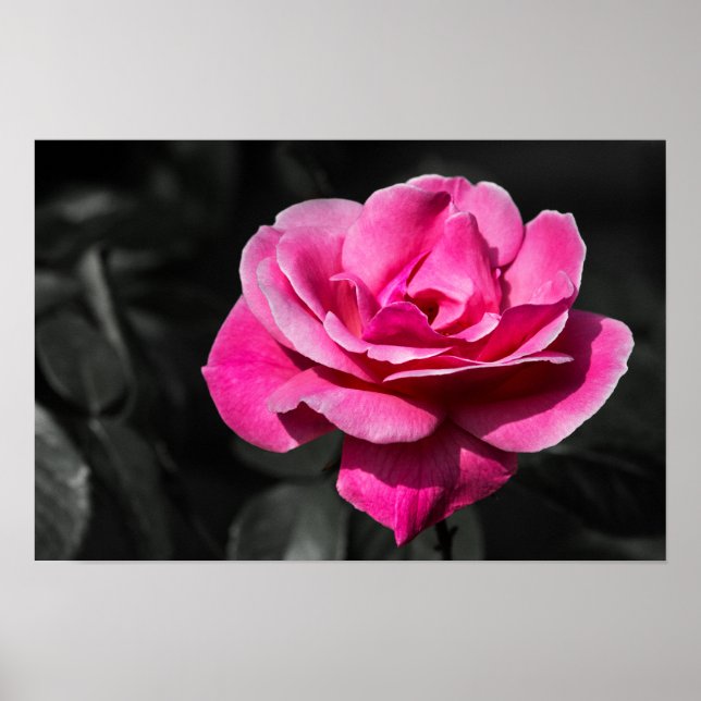 Poster Pinke Rose Eleganz (Vorne)