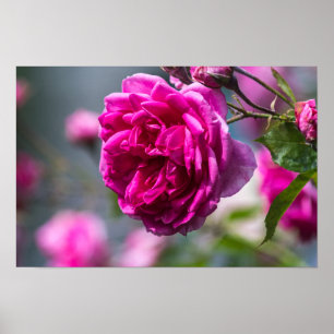 Poster Pinke Rosenfotografie