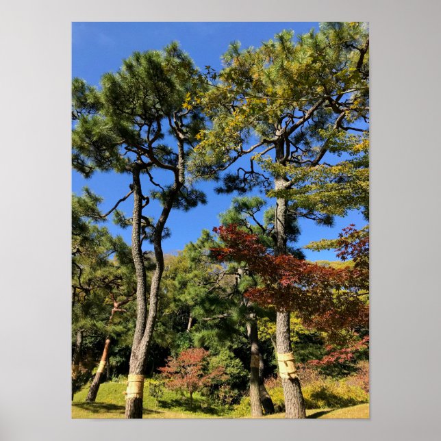 Poster Pins dans le ciel d'automne (Devant)