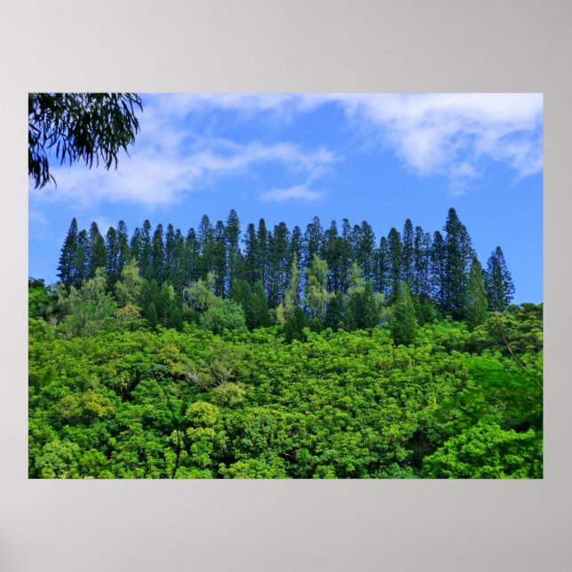 Poster Pins de Norfolk Island (Devant)