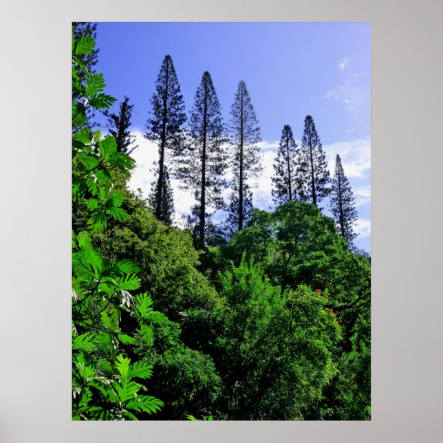 Poster Pins de Norfolk Island (Devant)