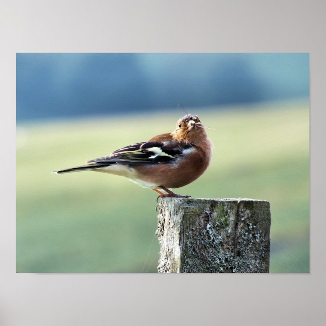 POSTER PINSON FRINGUÉ (Devant)