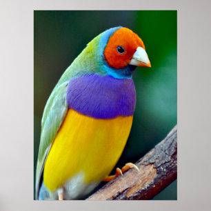 Poster Pinson gouldian coloré
