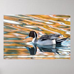 Poster Pintail Duck