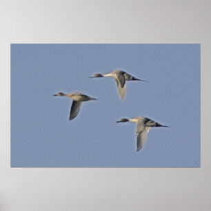 Poster Pintails nordiques