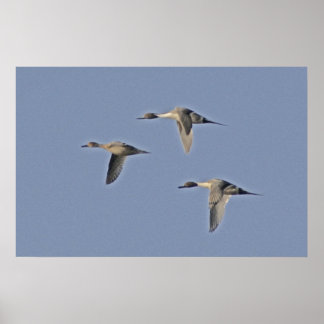 Poster Pintails nordiques