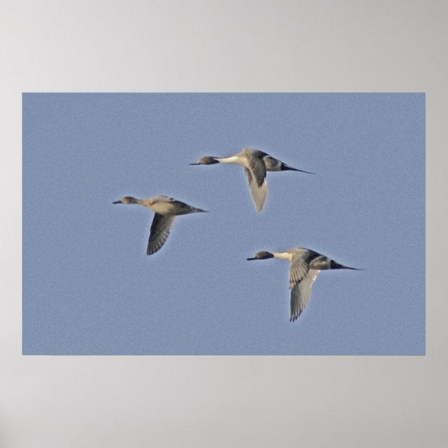Poster Pintails nordiques (Devant)