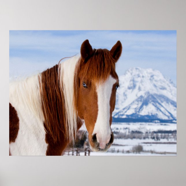 Poster Pinto Horse Le mont Moran en hiver (Devant)