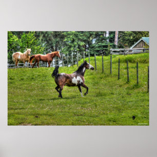 Poster Pinto Paint & Herd Ranch Horse Equine Photo