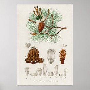 Poster Pinus maritima
