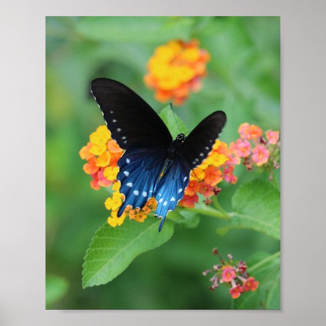 Poster Pipevine/Bleu Swallowtail Papillon sur une Fleur (Devant)
