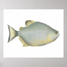 Piranha Rubis Rouge