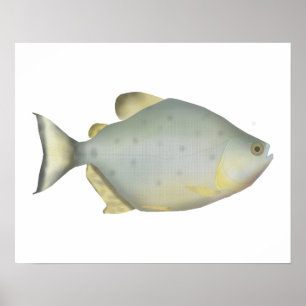 Poster Piranha Rubis Rouge