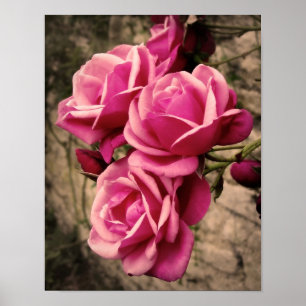 Poster Pirouette rose Roses