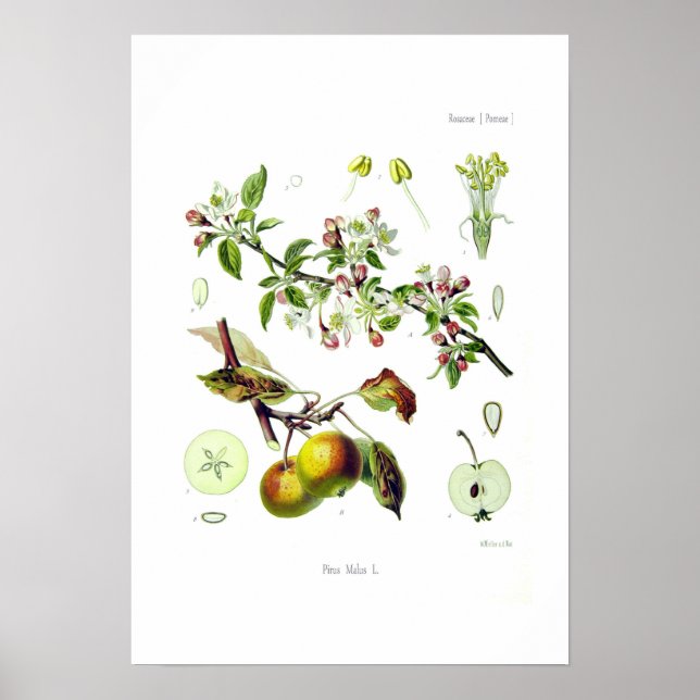 Poster Pirus malus (Malus domestica) (Devant)
