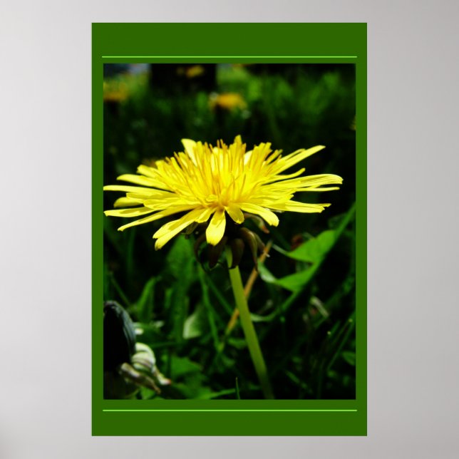 Poster Pissenlit (Devant)