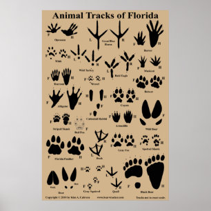 Poster Pistes animales de Floride