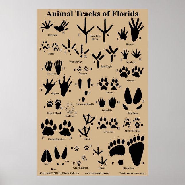 Poster Pistes animales de Floride (Devant)