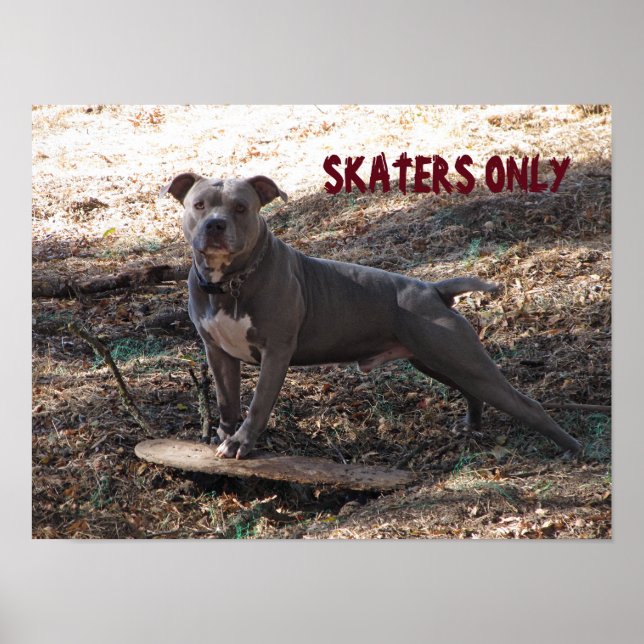 Poster Pitbull avec skateboard seulement (Devant)