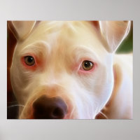 Pitbull Chien Chien Chien Yeux Art Photographie