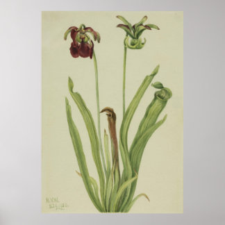 Poster Pitcherplant doux (Sarracenia rubra)