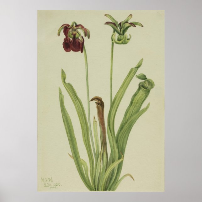 Poster Pitcherplant doux (Sarracenia rubra) (Devant)