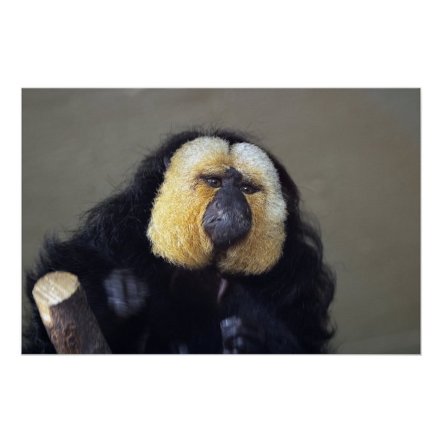 Poster Pithecia pithecia (Devant)