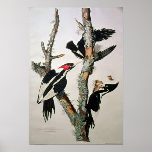 Poster pivert Ivoire-affiché, des 'oiseaux d'America
