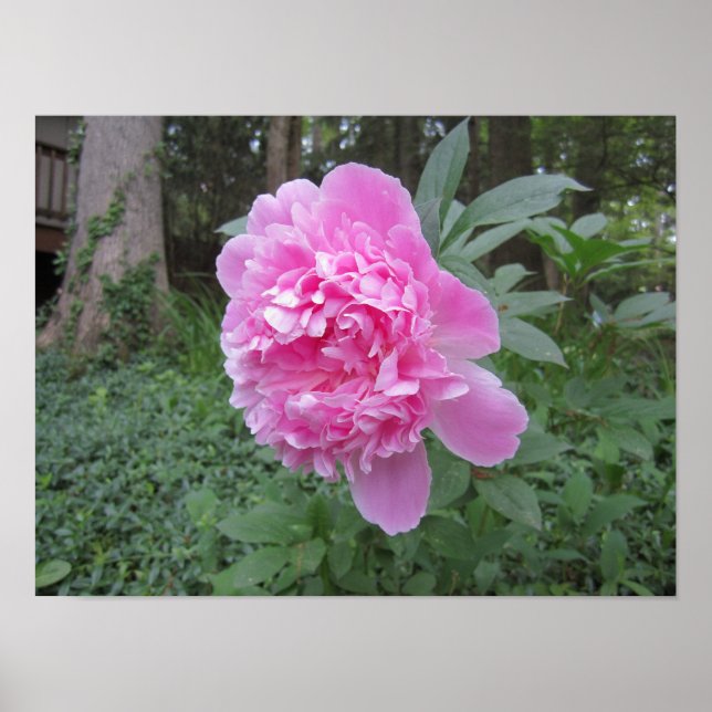 Poster Pivoine (Devant)
