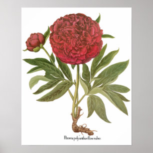 Poster Pivoines anciennes, Fleurs de pivoine par Basilius