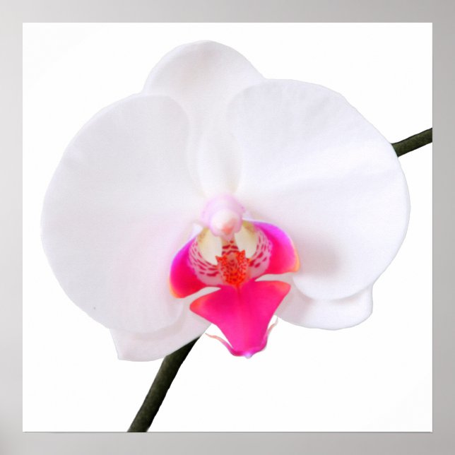 Poster PixDezines phalaenopsis dorne/orchidée blanche (Devant)