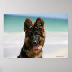 Poster Plage aux cheveux longs de berger allemand