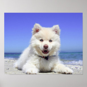 Poster Plage Chien Chien Chien Fluffre Animal Blanc Photo