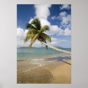 Poster Plage de Coconut Grove à Cades Bay, avec St.