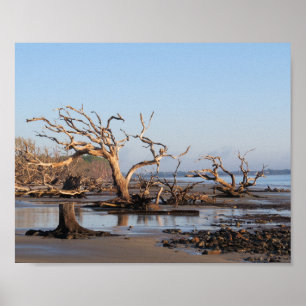 Poster Plage de Driftwood