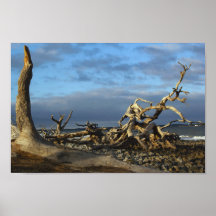 Plage de Driftwood dans l'île Jekyll en Géorgie
