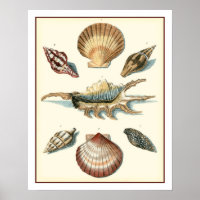 Plage de Shell soignée