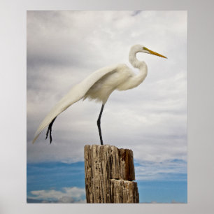 Poster Plage douée du héron   Fort Myers, la Floride