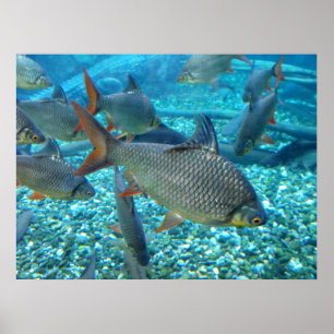 Poster Plage d'un animal de poisson