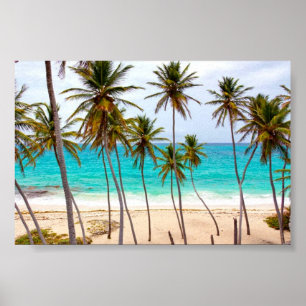 Poster Plage tropicale avec palmiers