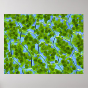 Poster Plagiomnium affinent des cellules de plante avec