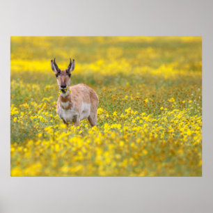 Poster plaines de carrizo passé