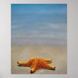 Poster Plan rapproché d'une étoile de mer de coussin