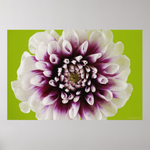 Poster Plan rapproché d'une fleur