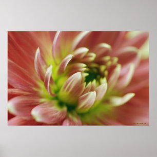 Poster Plan rapproché d'une fleur 2