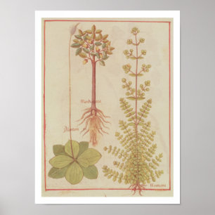 Poster Plantain du franc 12322 f.180v, marjolaine et