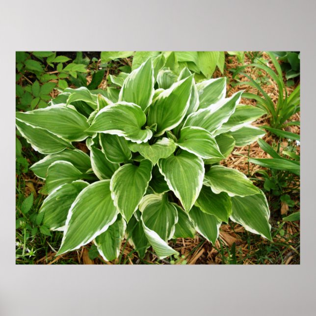 Poster Plantain Lily Hosta Feuilles Plantes (Devant)
