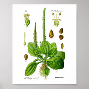 Poster Plantain Plantes Vertes Comestibles Médecine Herba