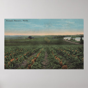 Poster Plantation d'ananas prête pour la récolte dans