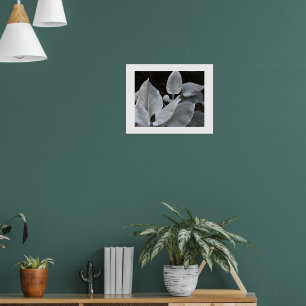 Poster Plante à ailes d'ange blanc argenté Floral